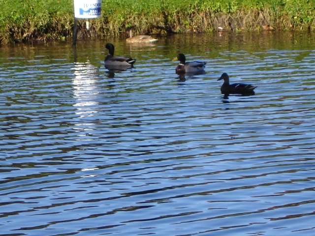 image dsc00170-jpg