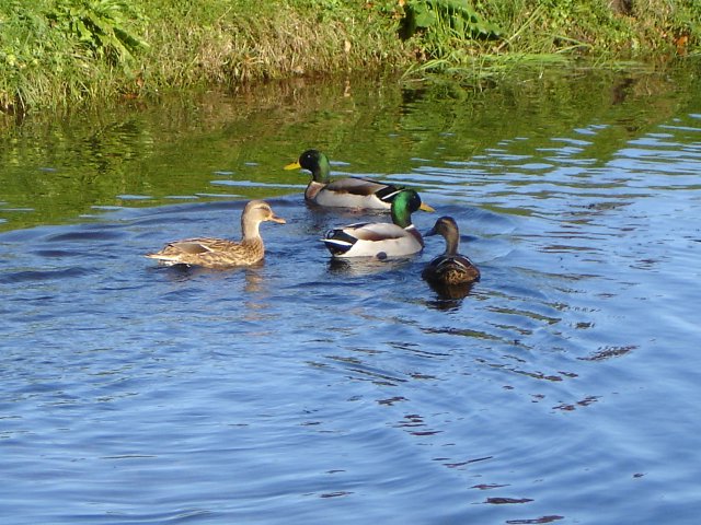 image dsc00172-jpg