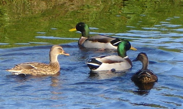 image ducks13-jpg
