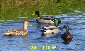 image ducks13small-jpg