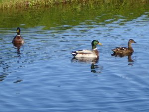 image ducksapart-jpg