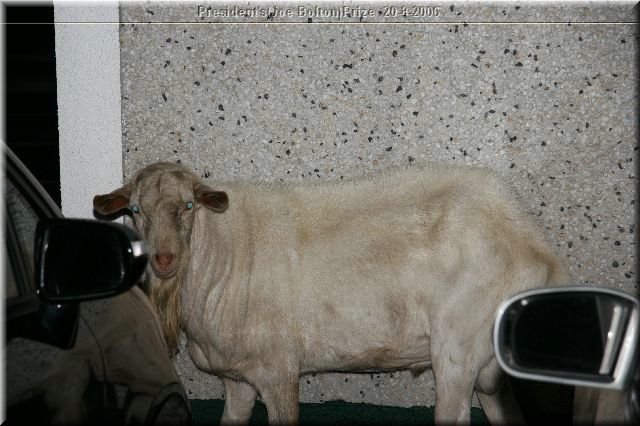 image 29-mascot-jpg