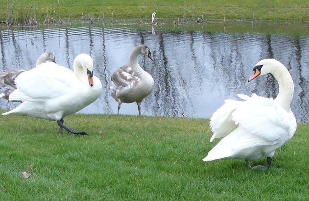 image children-of-lir-jpg
