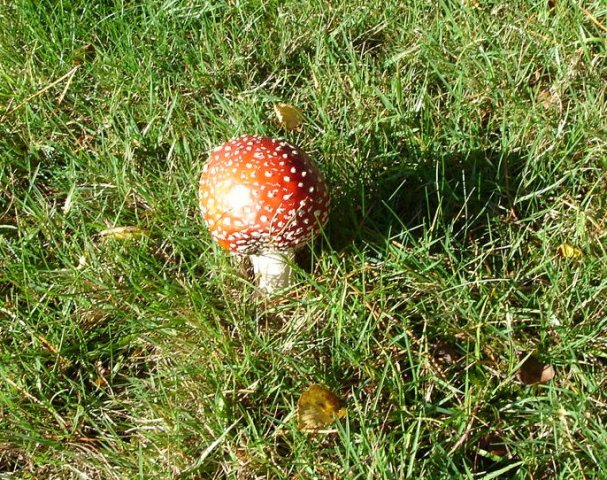 image mushroom-jpg