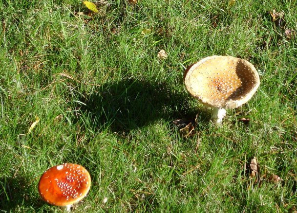 image mushrooms-jpg