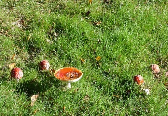 image mushrooms1-jpg
