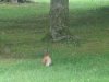 image davidsquirreltn-jpg