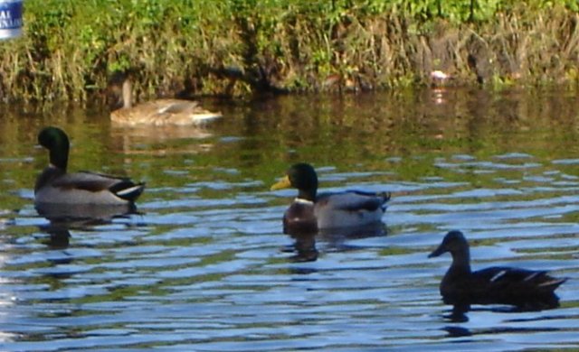 image ducks13-jpg