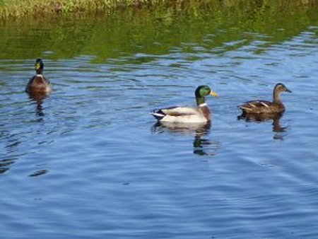 image ducksapart-jpg
