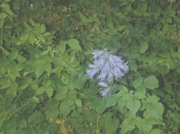 image flower-jpg