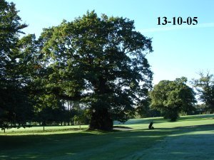 image oak3rd-jpg