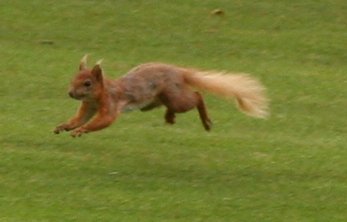 image pcsquirrell1-jpg