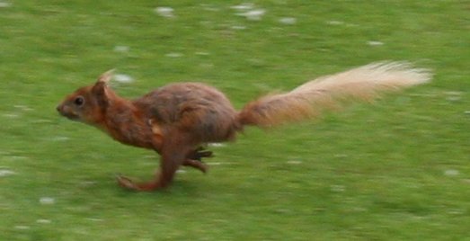 image pcsquirrell2-jpg