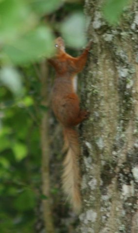 image pcsquirrell3-jpg