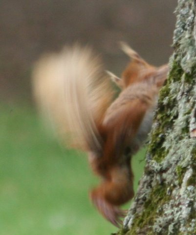 image pcsquirrell4-jpg
