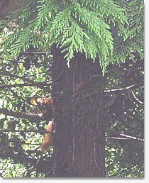 image squirrell-jpg