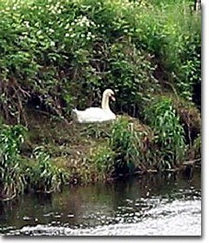 image swan-jpg
