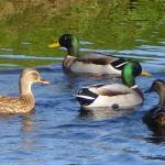 image ducks13-jpg