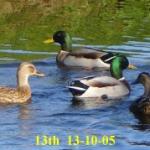 image ducks13small-jpg