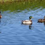 image ducksapart-jpg