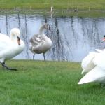 image children-of-lir-jpg