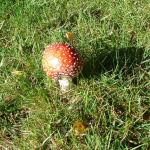 image mushroom-jpg
