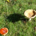 image mushrooms-jpg