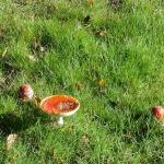 image mushrooms1-jpg