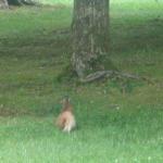image davidsquirrel-jpg