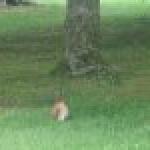 image davidsquirreltn-jpg