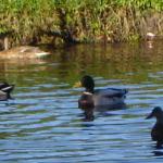image ducks13-jpg