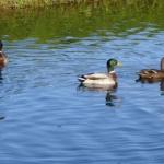 image ducksapart-jpg