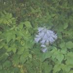 image flower-jpg