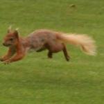 image pcsquirrell1-jpg