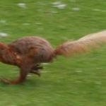 image pcsquirrell2-jpg