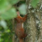 image pcsquirrell3-jpg