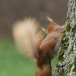 image pcsquirrell4-jpg