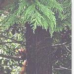 image redsquirrell-jpg