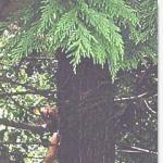 image squirrell-jpg