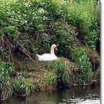 image swan-jpg