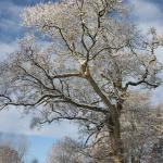 image img_7561-jpg